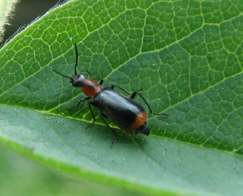 Malachiidae